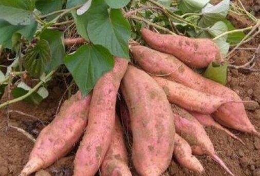 扶貧工作動態(tài)(第127期)